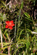 Image de Hibiscus shirensis Sprague & Hutchinson