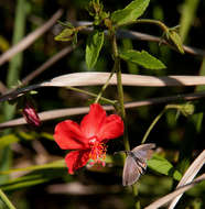 Image de Hibiscus shirensis Sprague & Hutchinson