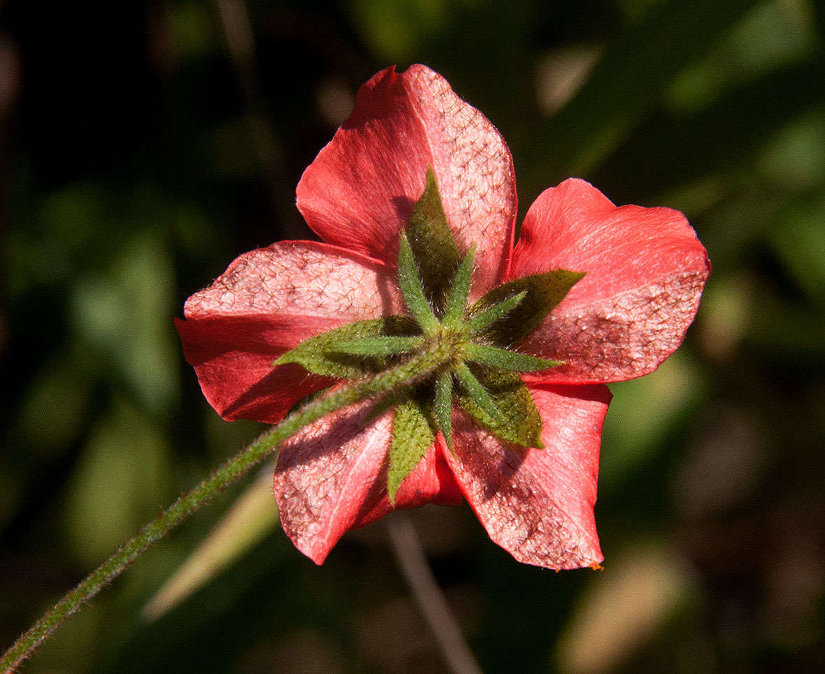 Image de Hibiscus shirensis Sprague & Hutchinson