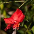 Image of Hibiscus shirensis Sprague & Hutchinson