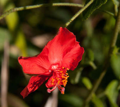 Image of Hibiscus shirensis Sprague & Hutchinson