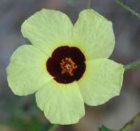 Image of Prickly hibiscus creeper