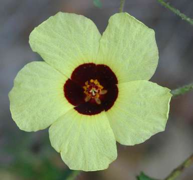 Sivun Hibiscus surattensis L. kuva