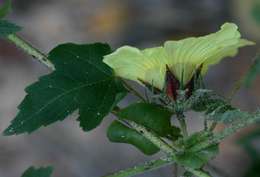 Image of Prickly hibiscus creeper