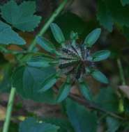 Image of Prickly hibiscus creeper