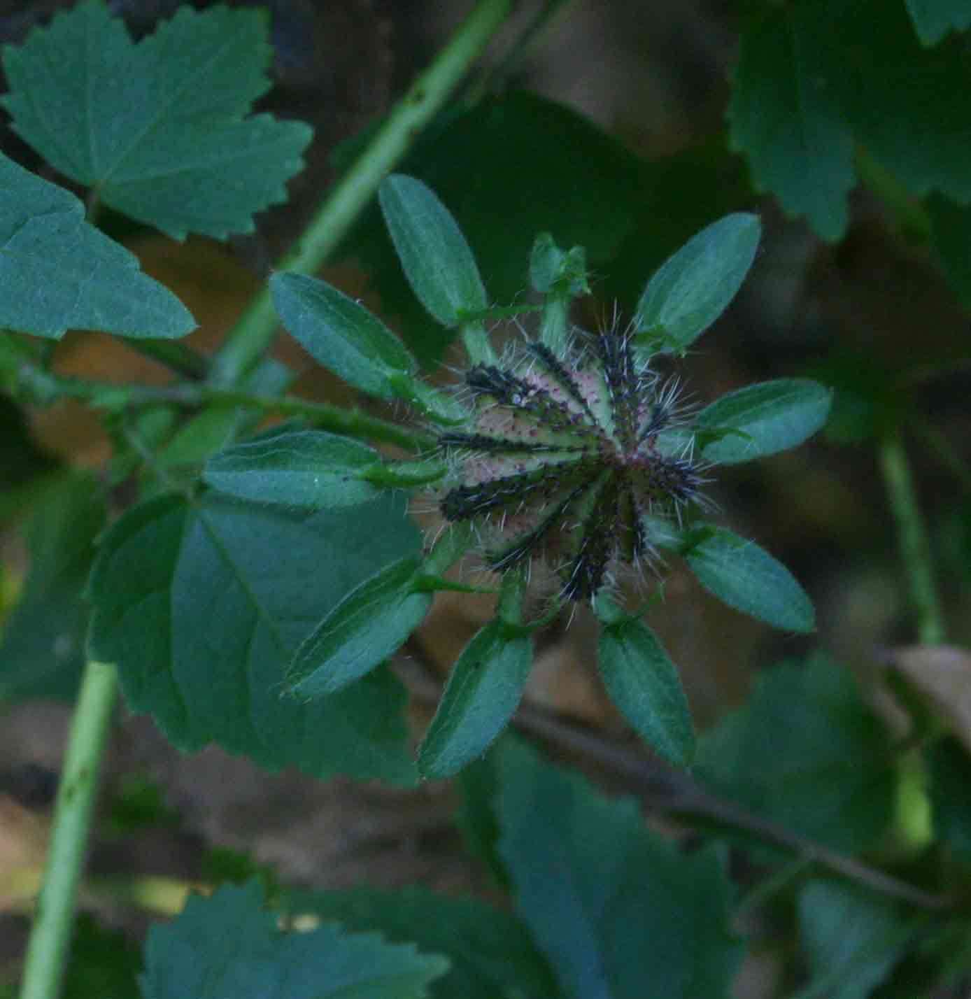 Image of Prickly hibiscus creeper