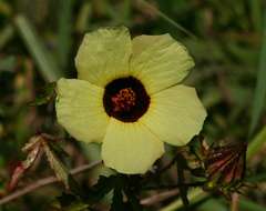 Image of Prickly hibiscus creeper