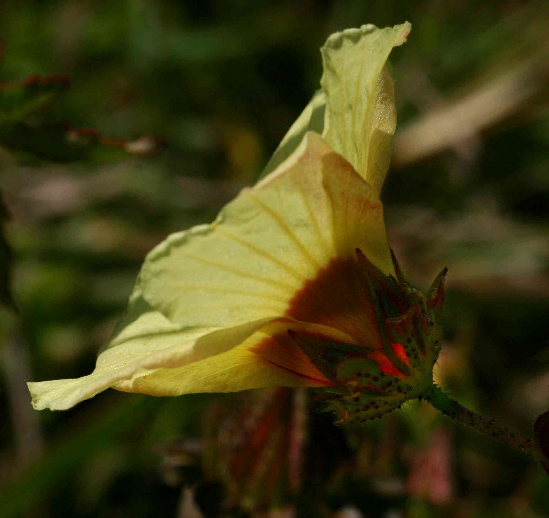 Image of Prickly hibiscus creeper