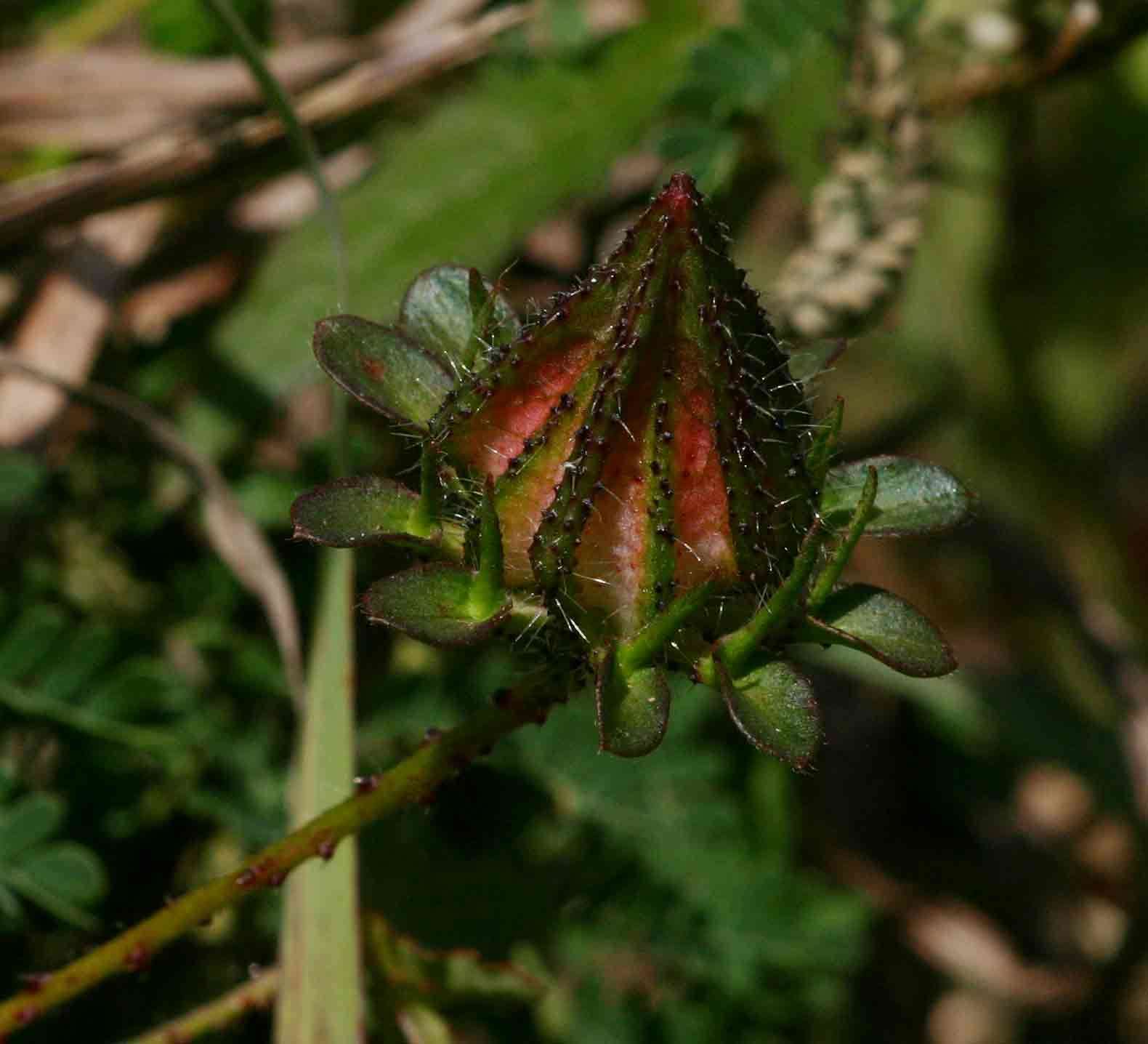 Image of Prickly hibiscus creeper