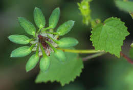 Image of Prickly hibiscus creeper