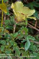 Image of Prickly hibiscus creeper