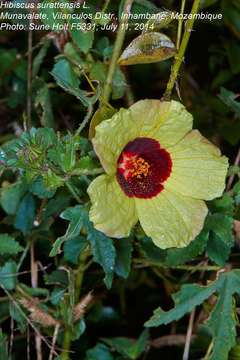 Image of Prickly hibiscus creeper