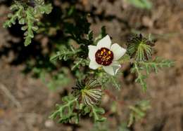 Image of rosemallow