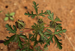 Image of rosemallow