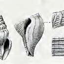 Image of Propebela lateplicata (Strebel 1905)