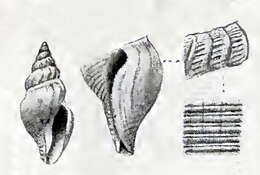 Image of Propebela lateplicata (Strebel 1905)