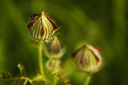 Image of rosemallow