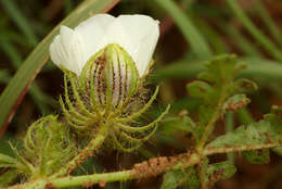 Image of rosemallow