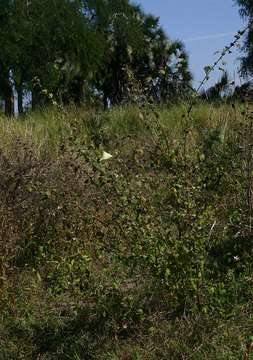 Hibiscus vitifolius L.的圖片