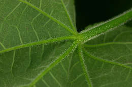 Hibiscus vitifolius L.的圖片