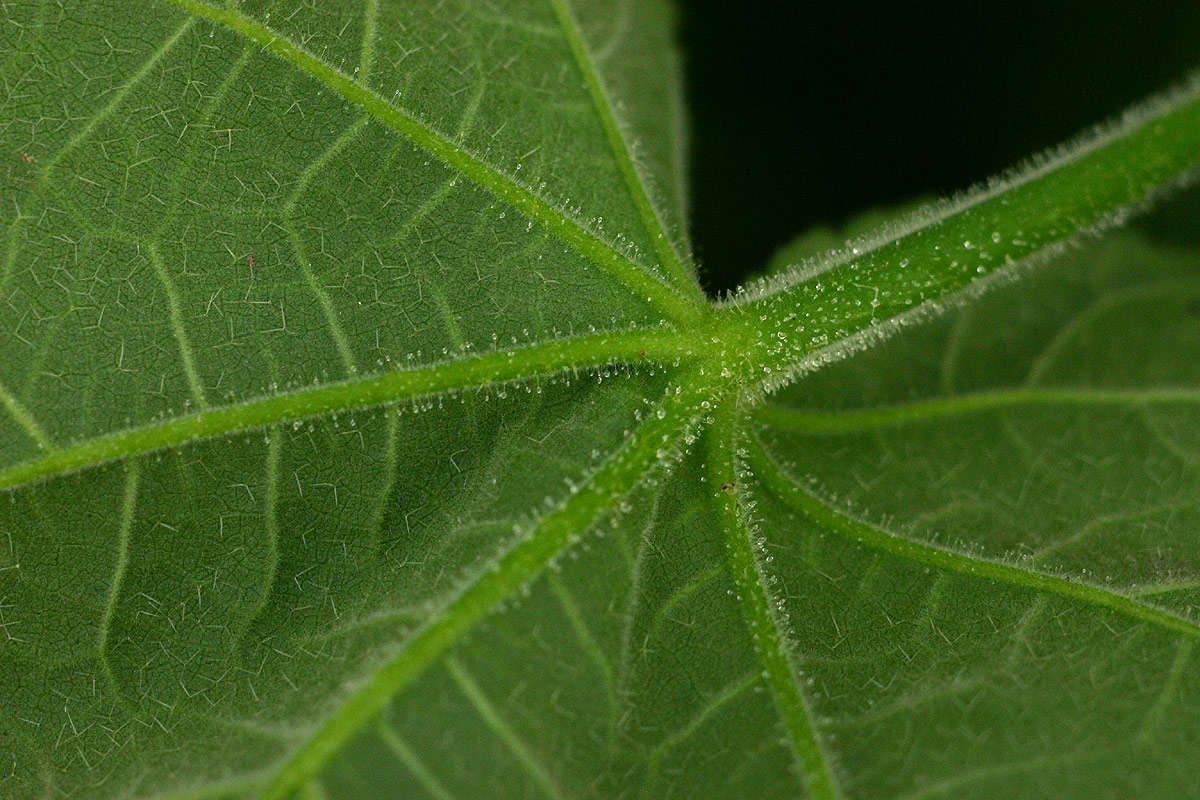 Image of tropical rose mallow