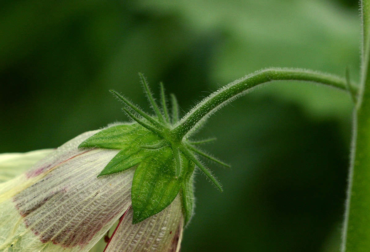 Hibiscus vitifolius L.的圖片