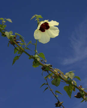 Hibiscus vitifolius L.的圖片