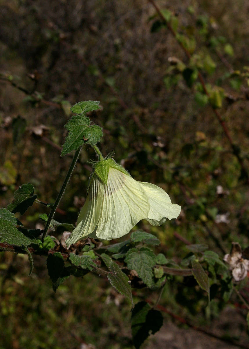 Hibiscus vitifolius L.的圖片