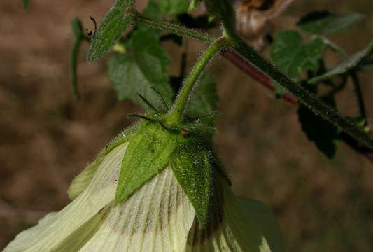 Hibiscus vitifolius L.的圖片