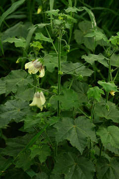 Hibiscus vitifolius L.的圖片