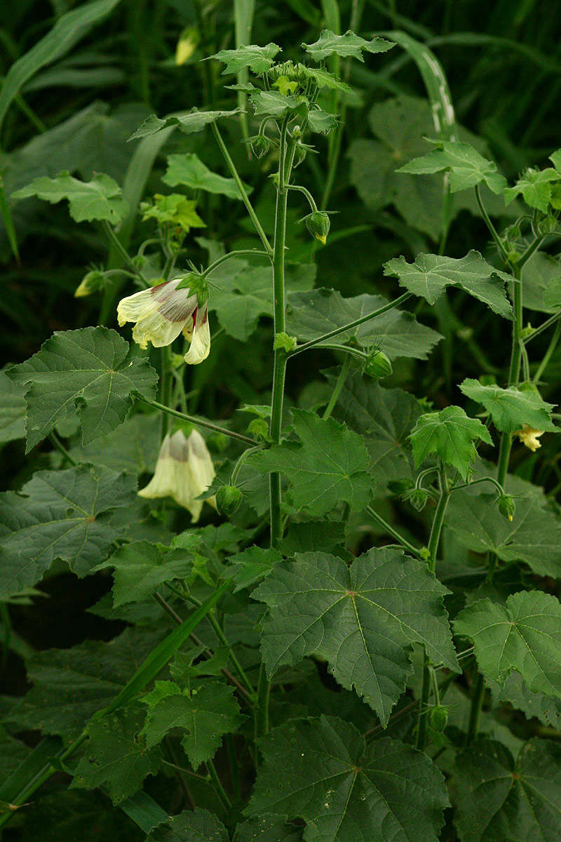 Image of tropical rose mallow