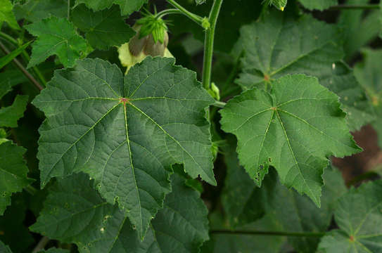 Hibiscus vitifolius L.的圖片