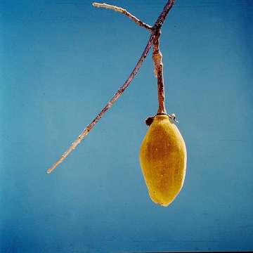 Image of Baobab