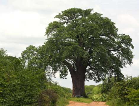 Image of Baobab