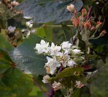 Imagem de Dombeya