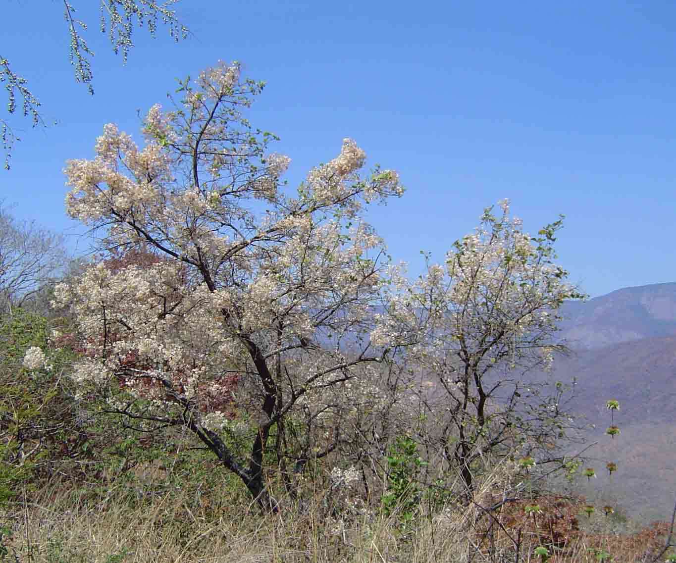 Imagem de Dombeya