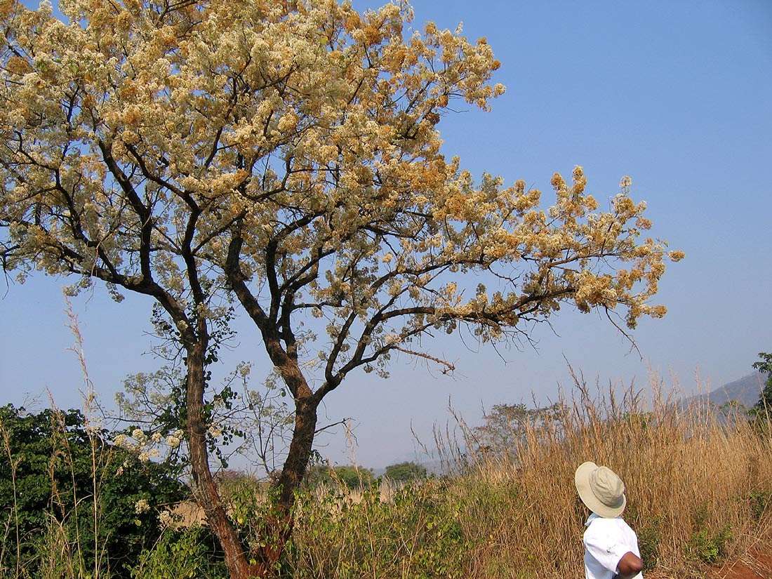 Image of Dombeya