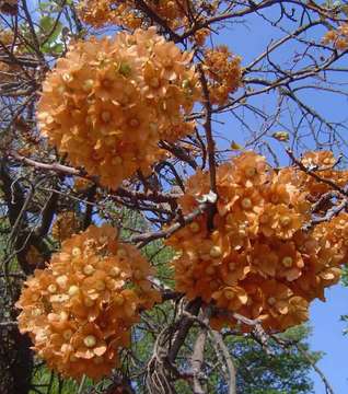 Image of Dombeya