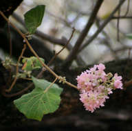 Imagem de Dombeya