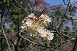 Imagem de Dombeya