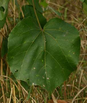 Imagem de Dombeya