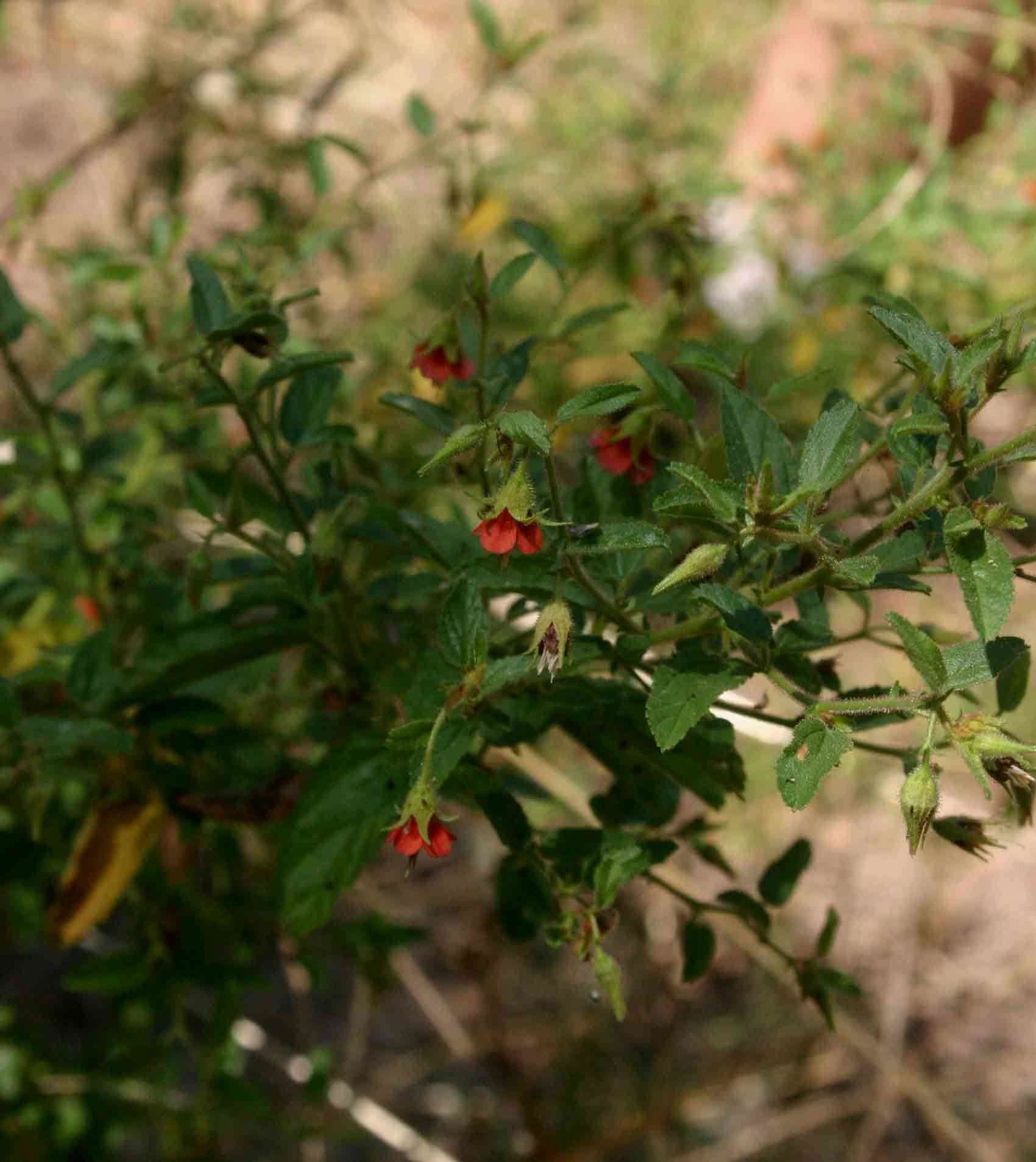 Image of Hermannia glanduligera K. Schum ex Schinz