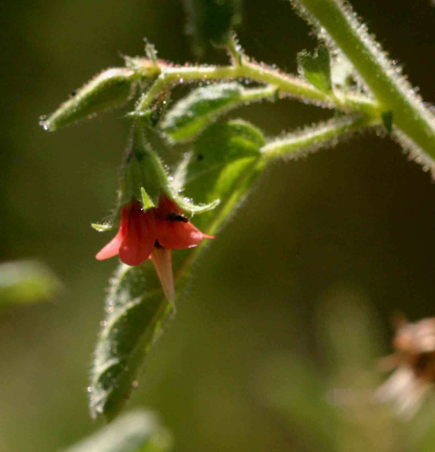 Plancia ëd Hermannia glanduligera K. Schum ex Schinz