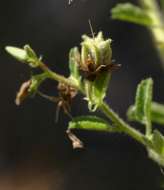 Image of Hermannia glanduligera K. Schum ex Schinz