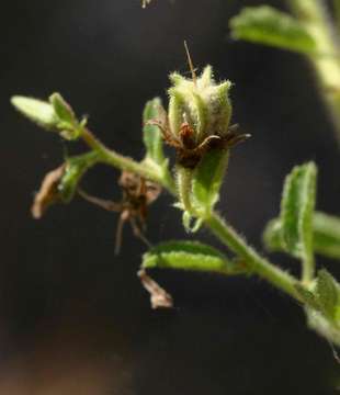 Plancia ëd Hermannia glanduligera K. Schum ex Schinz