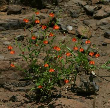 Plancia ëd Hermannia modesta (Ehrenb.) Planch.