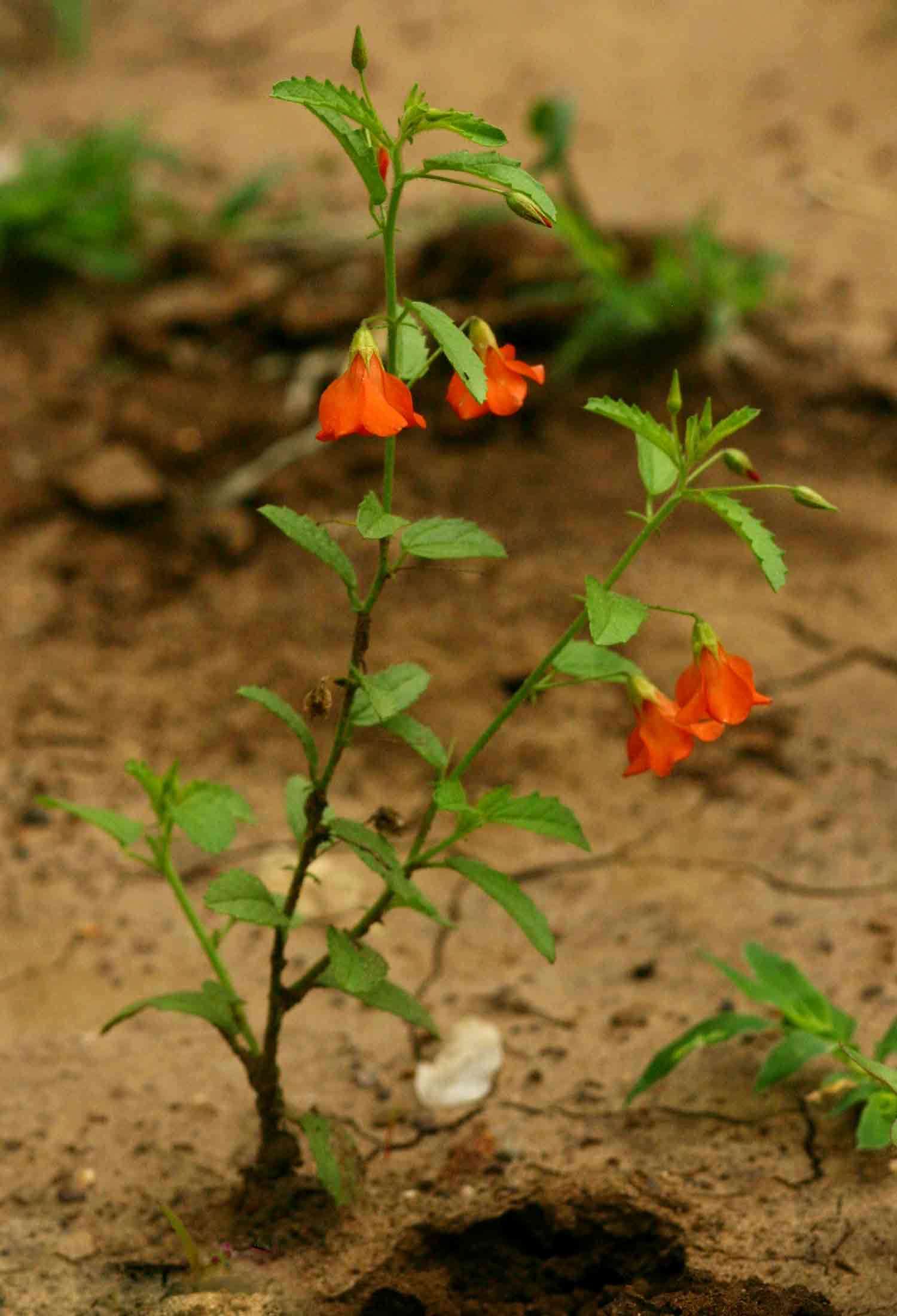 Image of Hermannia modesta (Ehrenb.) Planch.