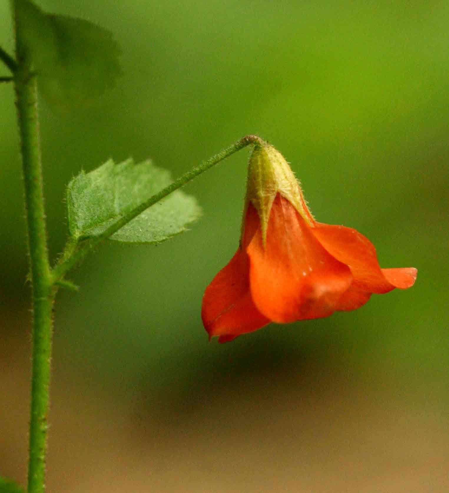 Image of Hermannia modesta (Ehrenb.) Planch.