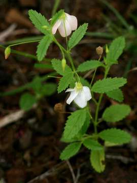 Plancia ëd Hermannia modesta (Ehrenb.) Planch.