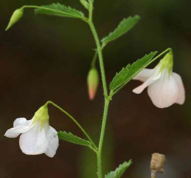 Plancia ëd Hermannia modesta (Ehrenb.) Planch.